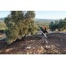 Ελαιοραβδιστικό SPA 140 Ελαιοραβδιστικό SPA 140